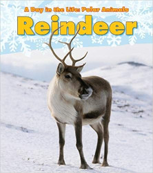 A day in the life: Reindeer