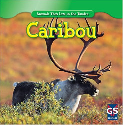 Caribou