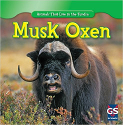 Musk Oxen