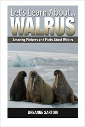 Walrus