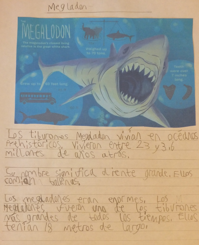 Megalodon description