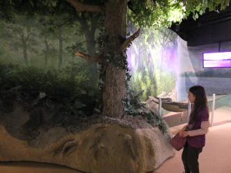 Tower Museum (Derry)