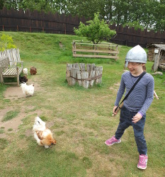 feeding the chickens