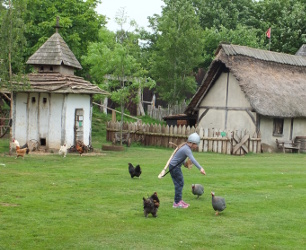 feeding the chickens