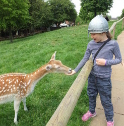 feeding deer