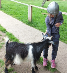 feeding the goats
