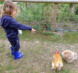 feeding chickens