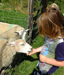 feeding sheep