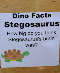 stegosaurus brain