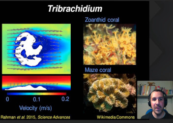 Live Lecture Oxford Natural History