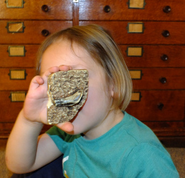 exploring dinosaur teeth