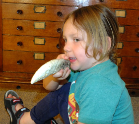 exploring dinosaur teeth