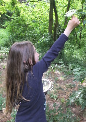 gathering elderflowers