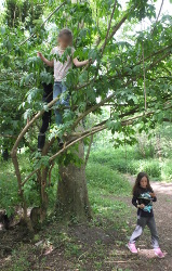 gathering elderflowers