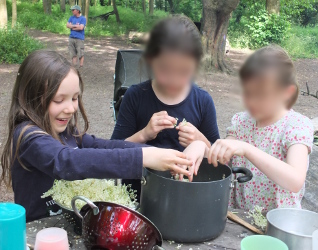 preparing elderflowers