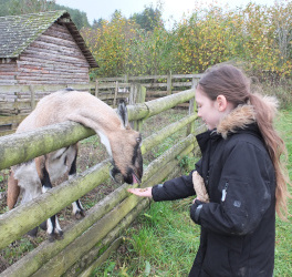 feeding the sheep