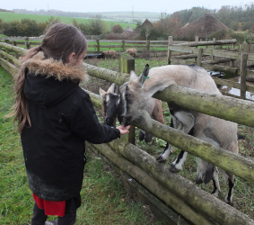 feeding the sheep