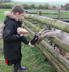 feeding the sheep