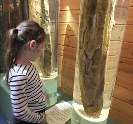 crannog remains in the museum