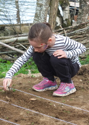 planting poppy seeds