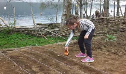 planting poppy seeds