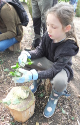 using nettles