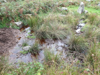 boggy ground