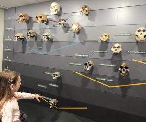 diagram showing the age and (some) relationships between different species