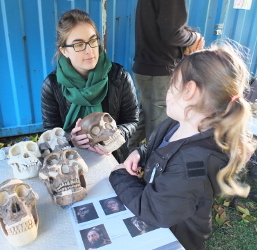 Hominid Skulls