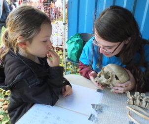 Examining a Skull