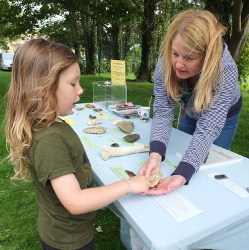 looking at stone tools and ascertaining their age