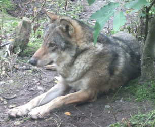 Wildwood wildlife park