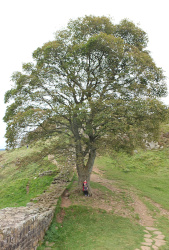 Sycamore Gap