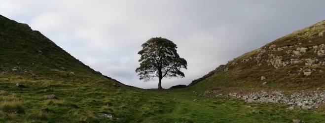 Sycamore Gap return