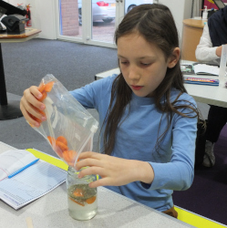 Finding Food (Apocalypse Survival)