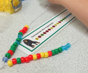 DNA bracelet (Cambridge Science Centre)