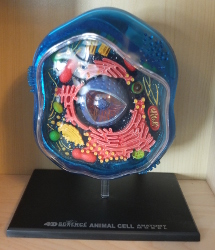 Constructing an Animal Cell Model