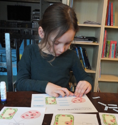 Organelle Treasure Hunt & Puzzle