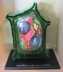 Constructing a Plant Cell Model