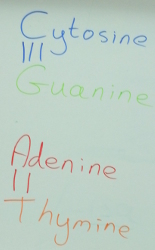 making a model of DNA