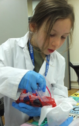 extracting DNA from strawberries