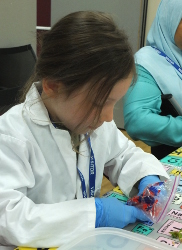 extracting DNA from strawberries