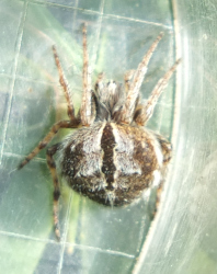 sweeping for insects