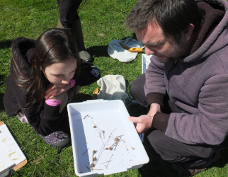 sweeping for insects