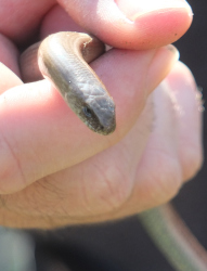 searching under logs