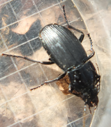 searching under logs