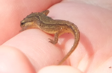 searching under logs