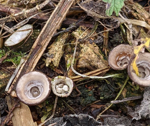 Birds Nest Fungi