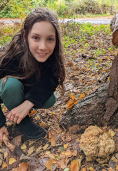 Cauliflower mushroom