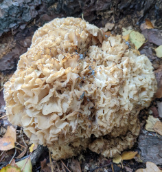 Cauliflower mushroom